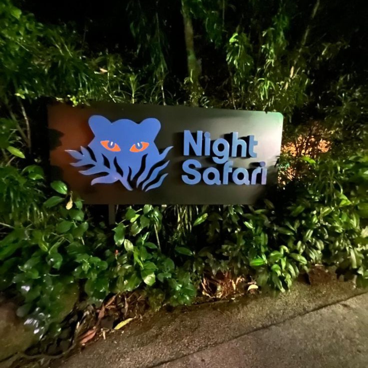 Night Safari